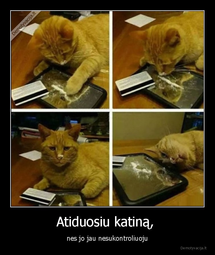 katinas,atiduodu,koksas,kate