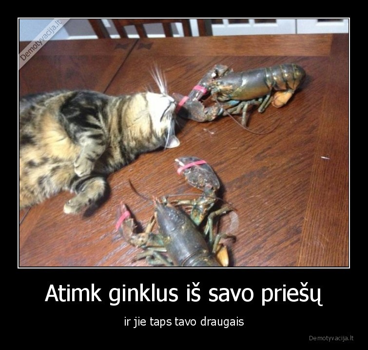 draugai,veziai,katinas,ginklai