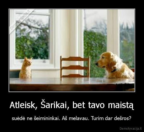 katinas,melagis,suo,seimininkai,pokalbis