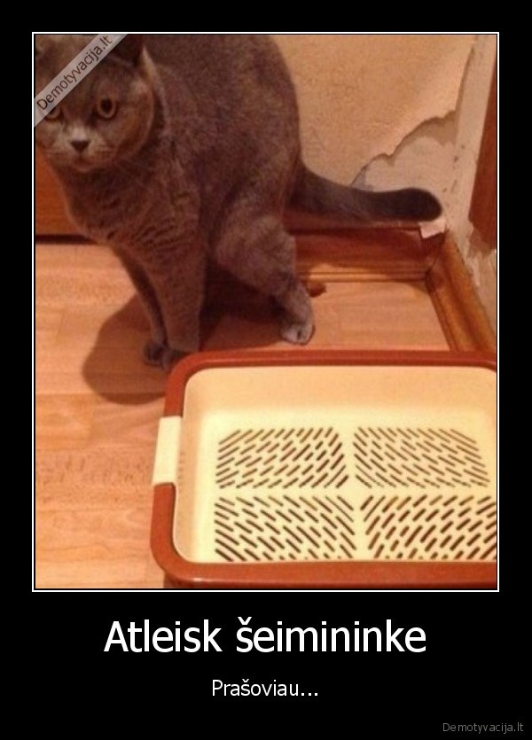 katinas, sika,katino, dezute,kakalai