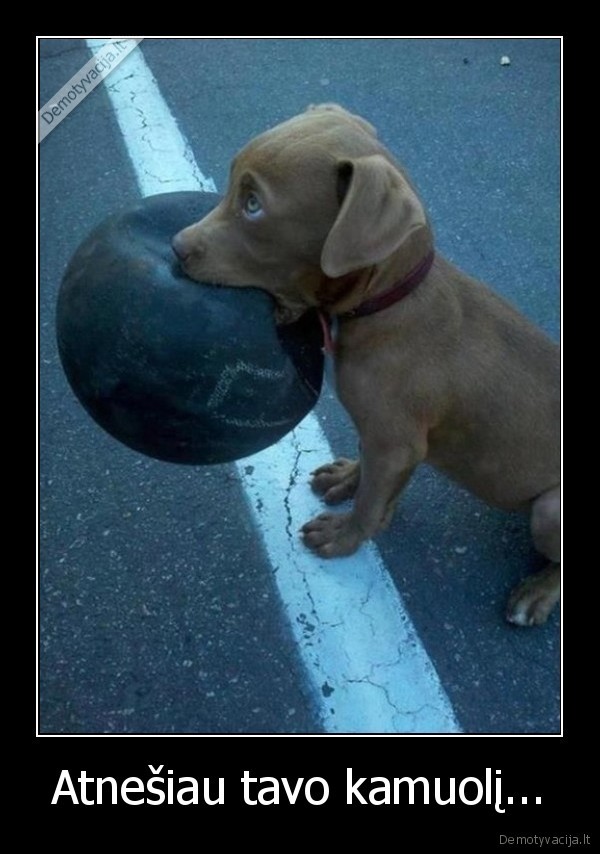 atnesti,kamuolys,suniukas,patarnauti,suo, atnese, kamuoli