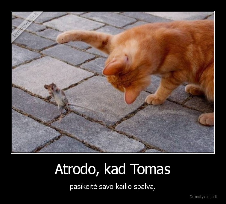 tomas, ir, dzeris,kate,katinas,ryzas,pele,peliukas