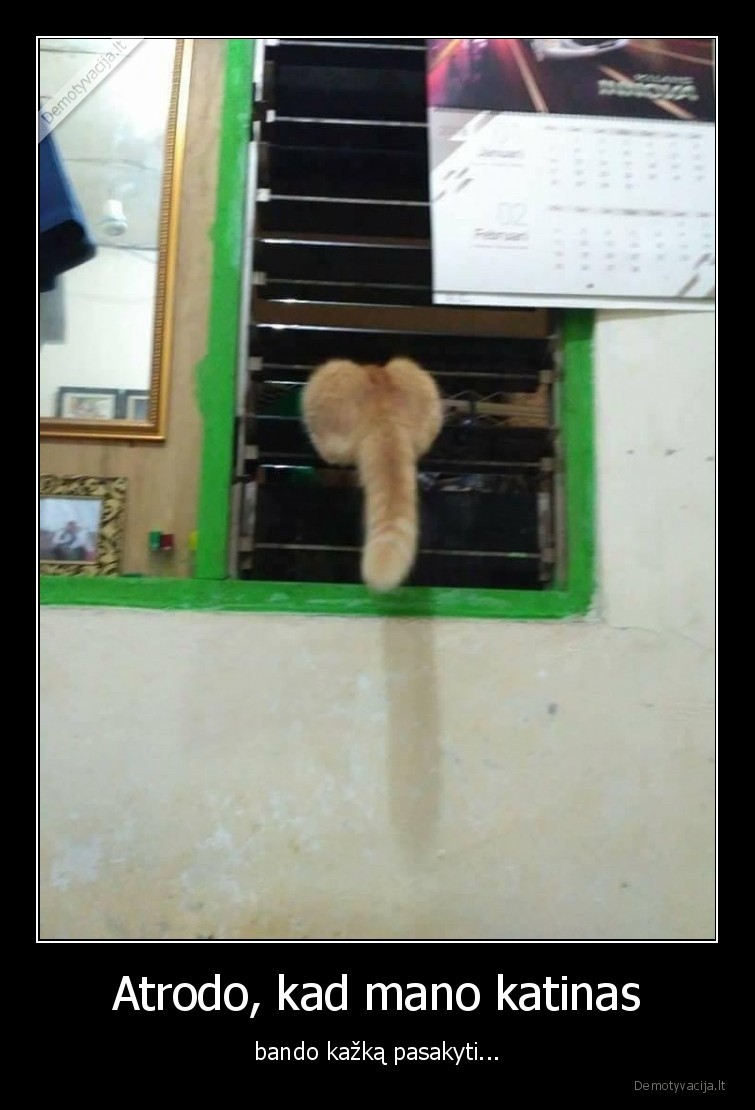 kate,katinas,penis,wtf