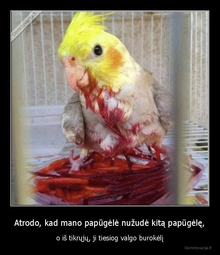 burokeliai,papuga