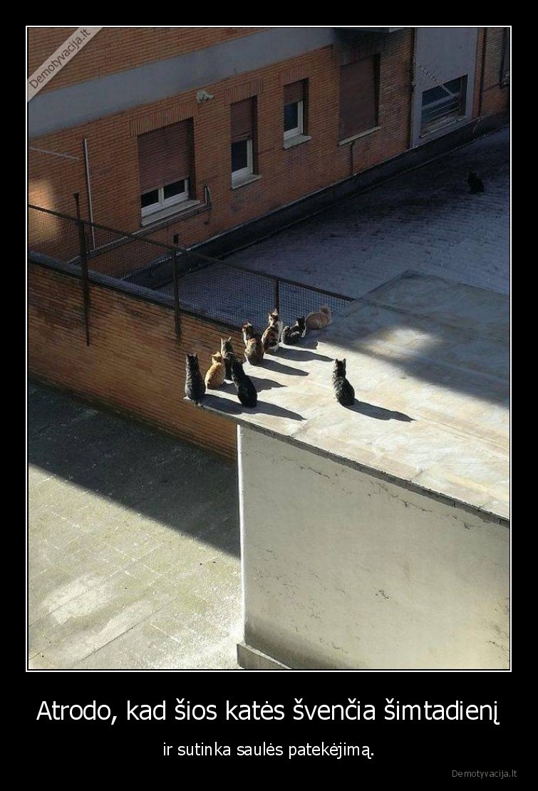 kate,katinas,simtadienis,saule