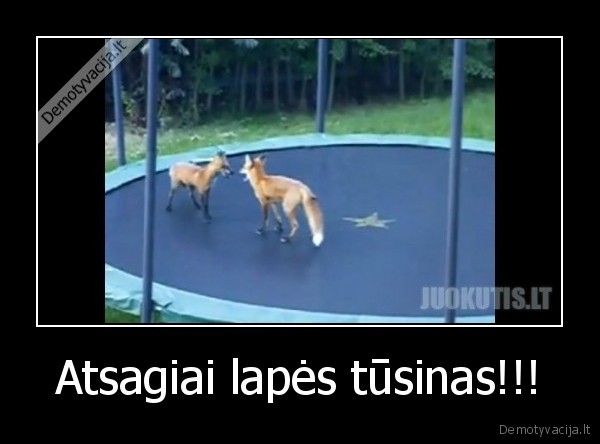 Atsagiai lapės tūsinas!!!