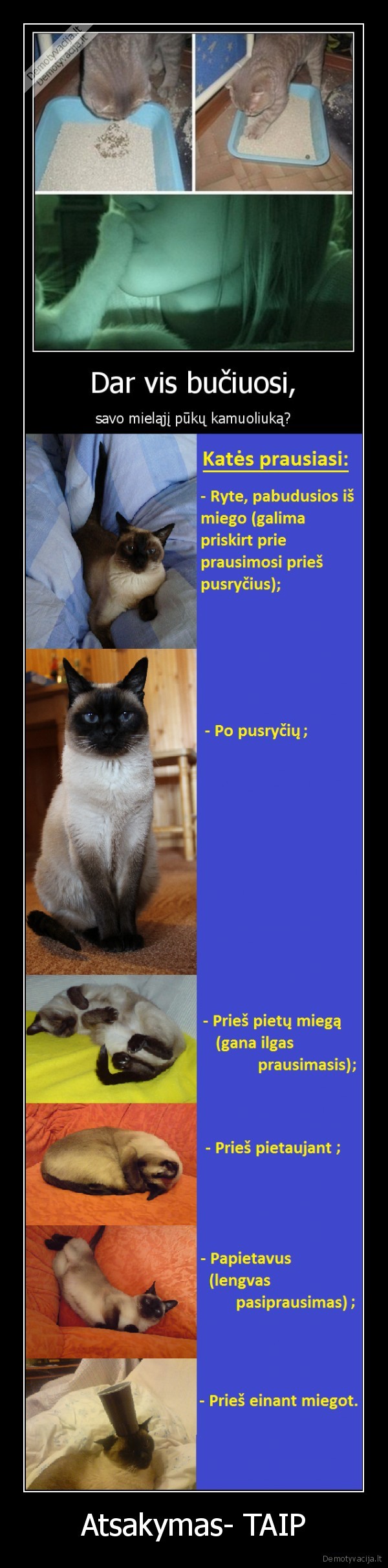 kates, prausiasi