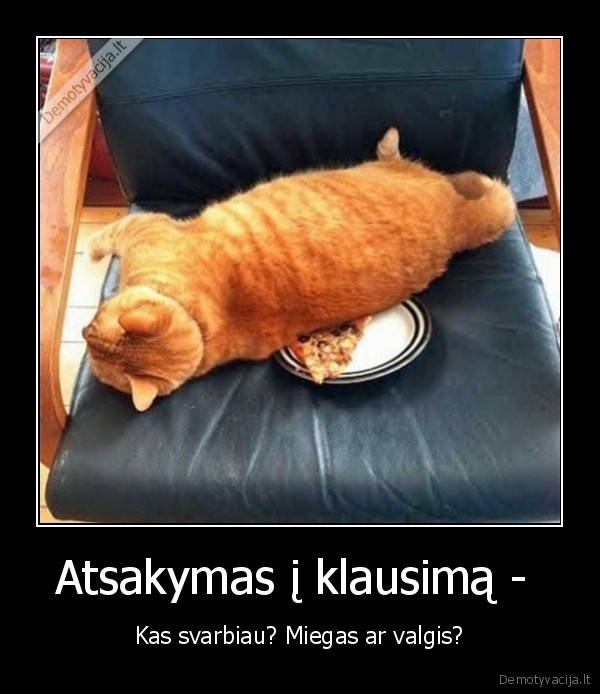 katinas,miegas,valgis,maistas,miegoti,svarbiau