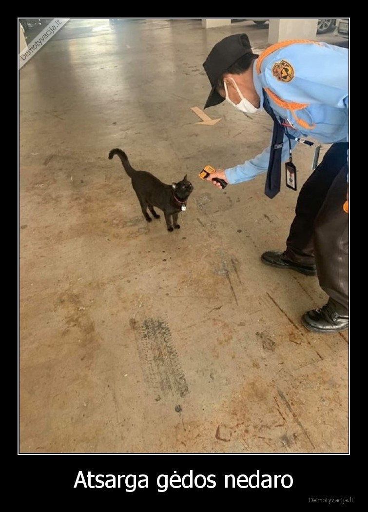 koronavirusas,katinas,karantinas