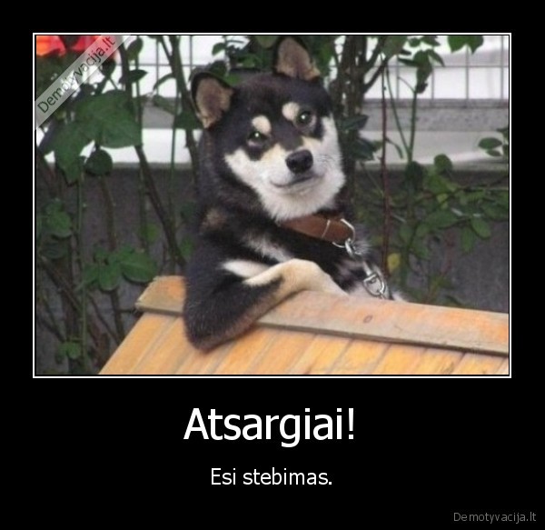 vilkas,vilko, zvilgsnis,kaltas, senis