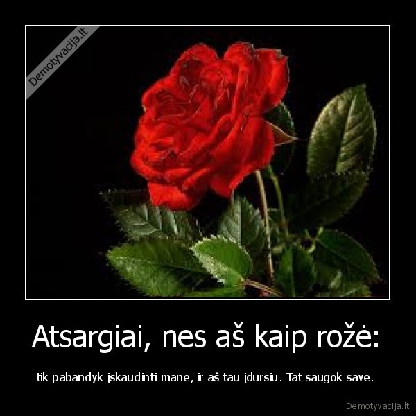 Atsargiai, nes aš kaip rožė: