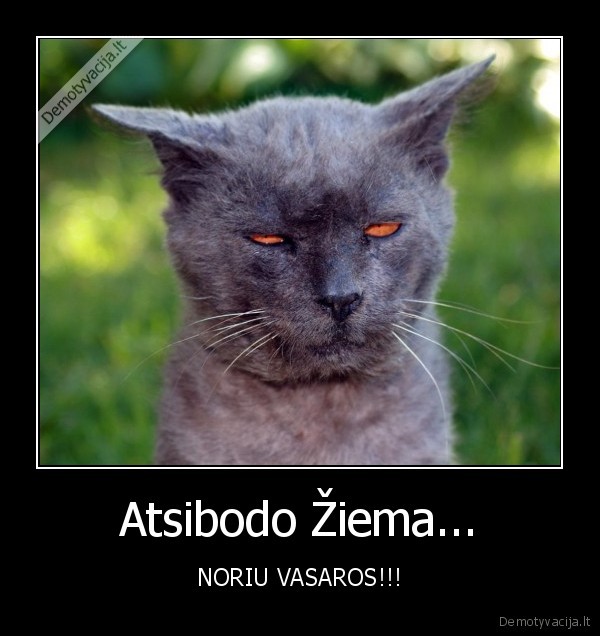 Atsibodo Žiema...