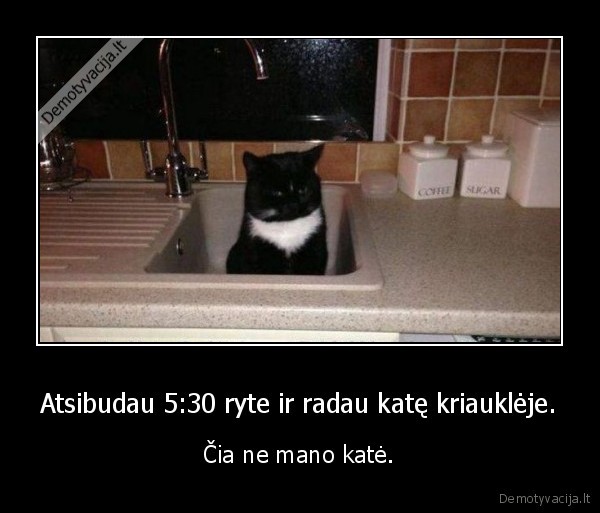 kate,katinas,kriaukle