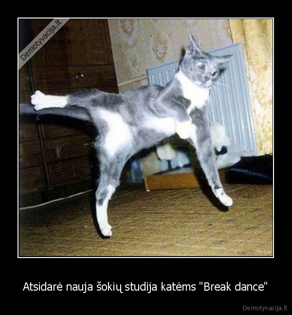 Atsidarė nauja šokių studija katėms "Break dance"