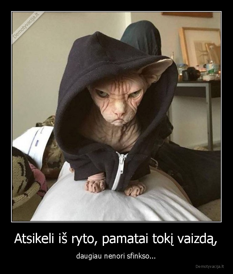 sfinksas,katinas,baisus