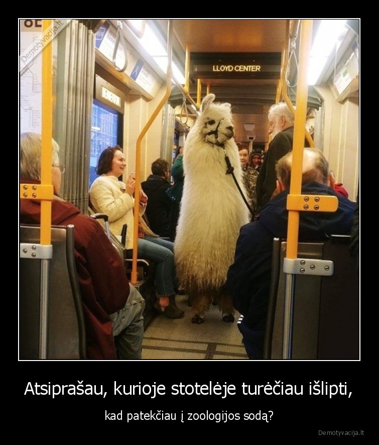 sodas,zoologijos,lama