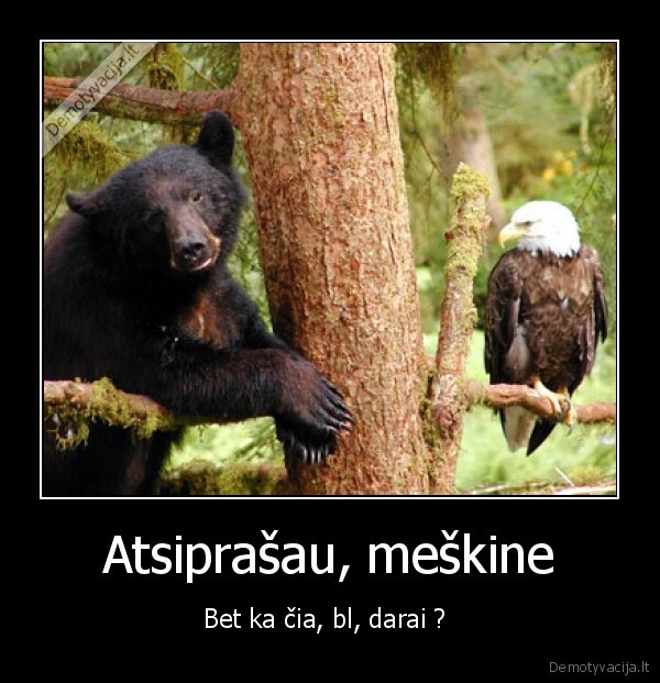 techno, grizleh, with, bird