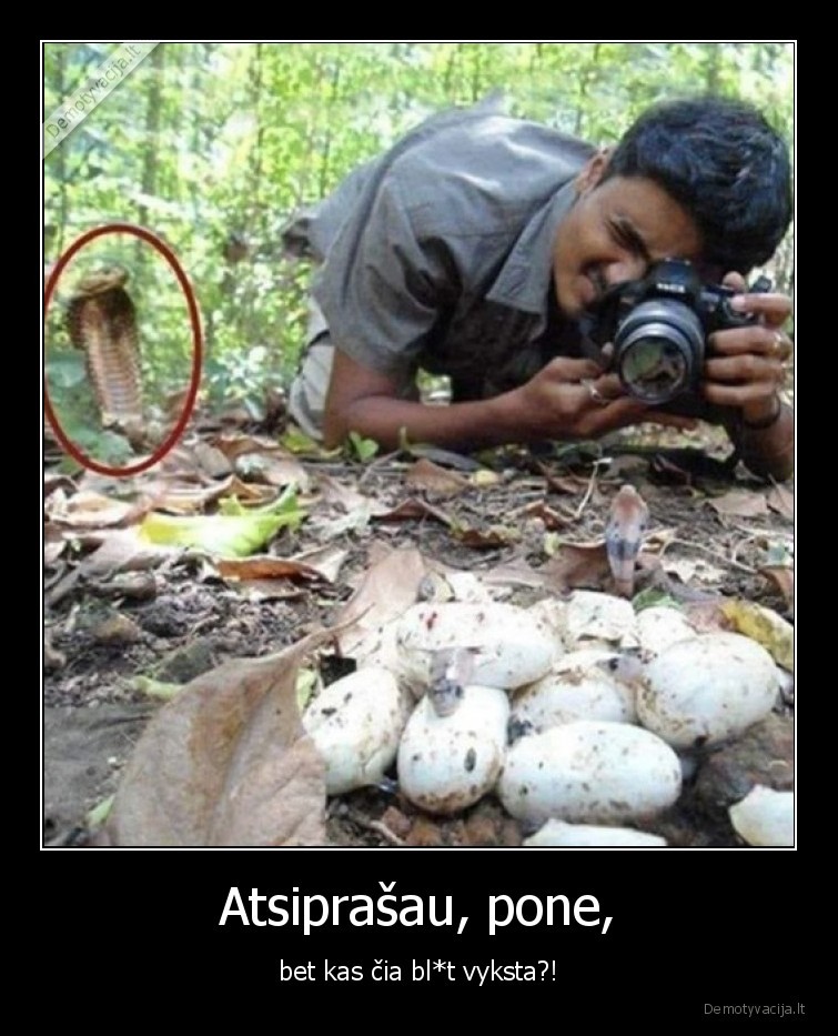 kobra,kiausiniai,fotografas,ziauru