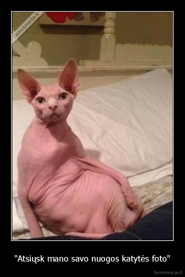 nuoga,katyte,kaciukas,nude,naked,pussy