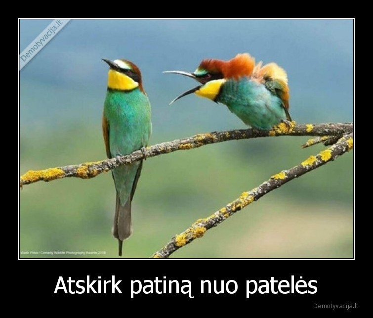 patinas,patele,pauksciai