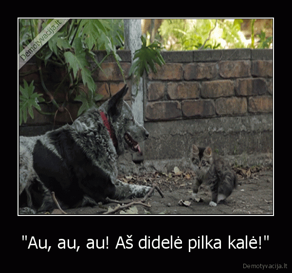 katinas, pamaiva,juokingas, katinas