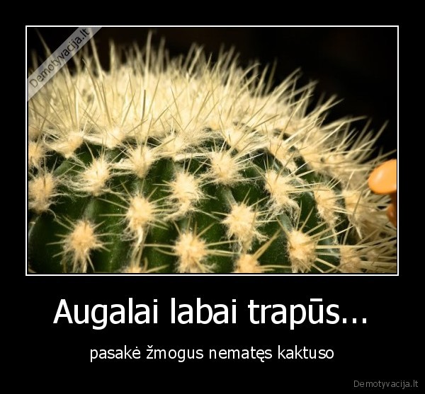 kaktusas,trapus,zmogus,augalas