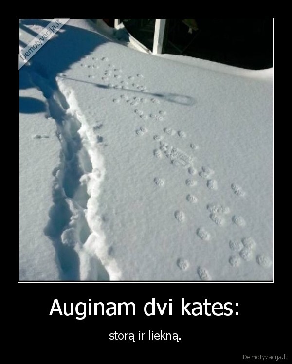 kate,katinas,stora,liekna,sniegas