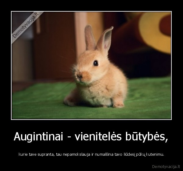 liudesys,augintiniai,gyvuneliai,guodejai,mieli