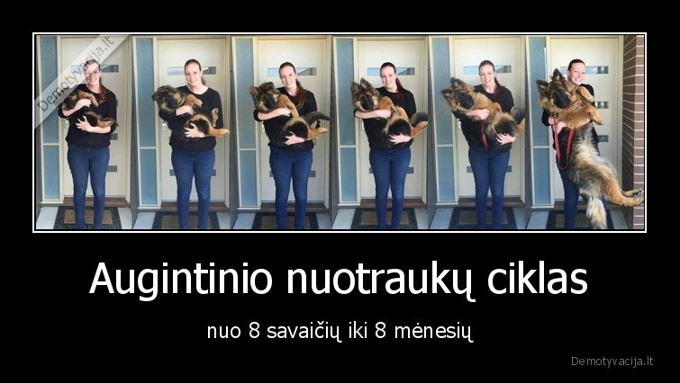 menesiai,savaites,augintinis,gyvunai,sunys,suo