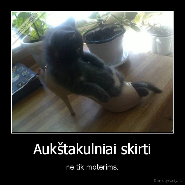 aukstakulniai,kulnai,kaciukas,kate,katinas