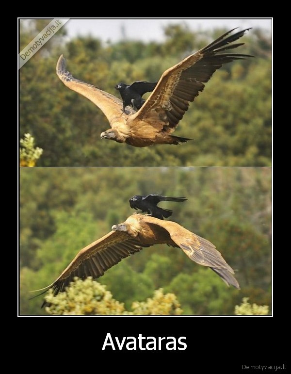 varna, pasikinke, grifa