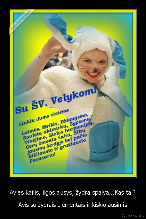 Avies kailis, ilgos ausys, žydra spalva...Kas tai?