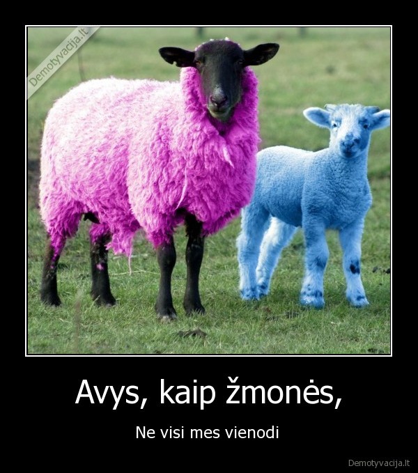 Avys, kaip žmonės,