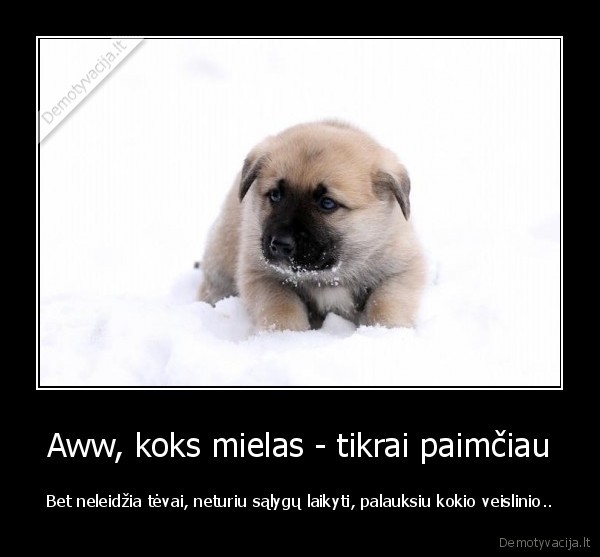 beglobiai, gyvunai,atmazai,suniukas