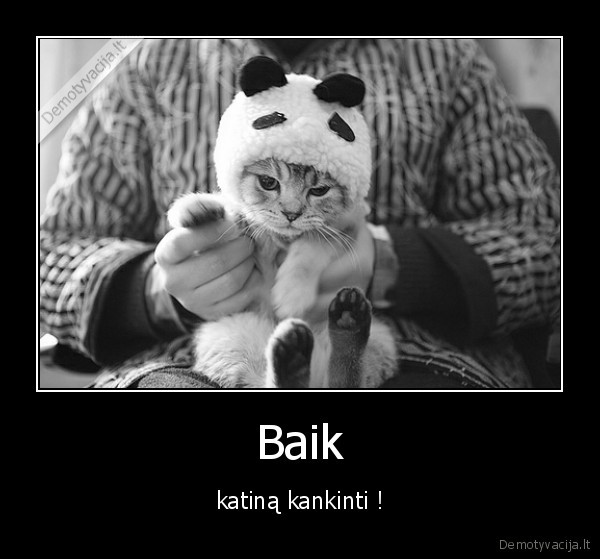 katinas,rawr,cute,zudikai