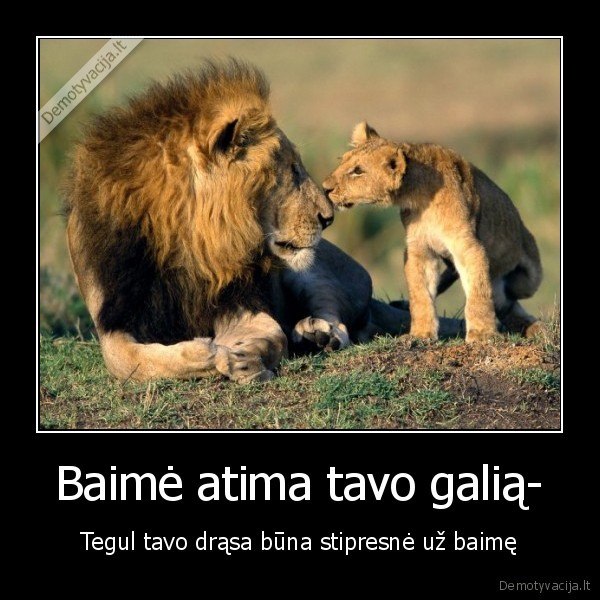 liutas,drasa,gyvenimas