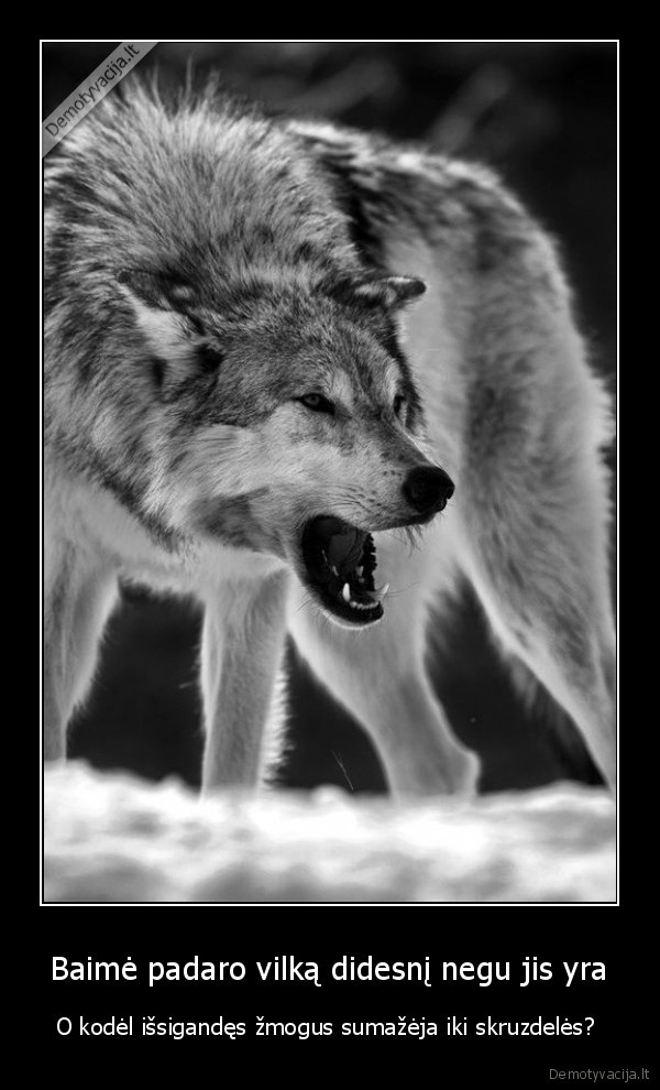 gyvenimas,vilkas,laisve,baime,didesni,zmogus