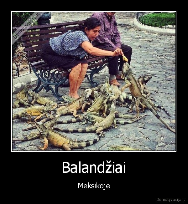 meiksika,balandziai
