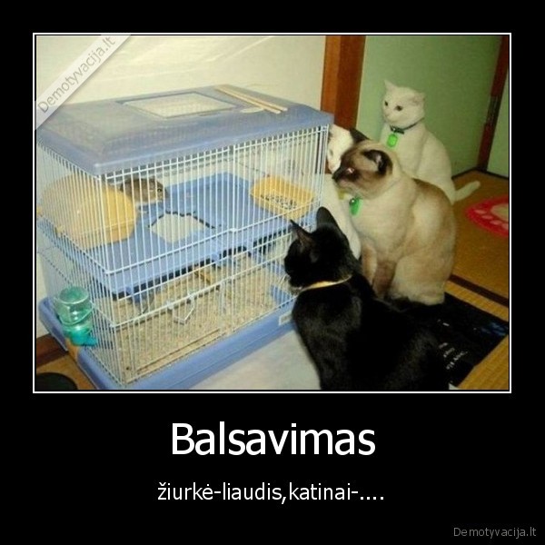 katinai,ziurke,balsavimas