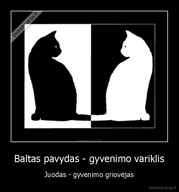 pavydas,baltas,juodas,katinas,variklis