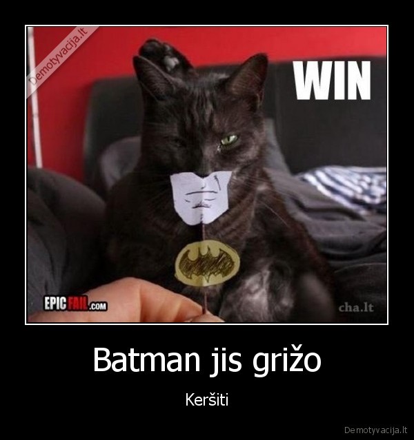 batman, cat