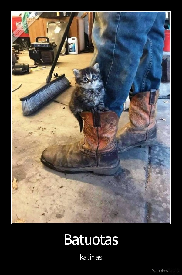 kate,katinas,kaciukas,batuotas, katinas