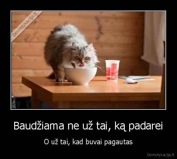 katinas, laka, maista,pagautas, katinas,nusikaltimo, vietoje