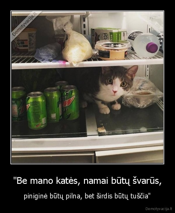 kate,katinas,citata,sirdis,namai