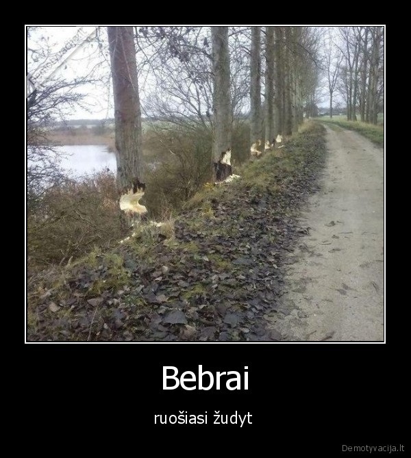 bebrai