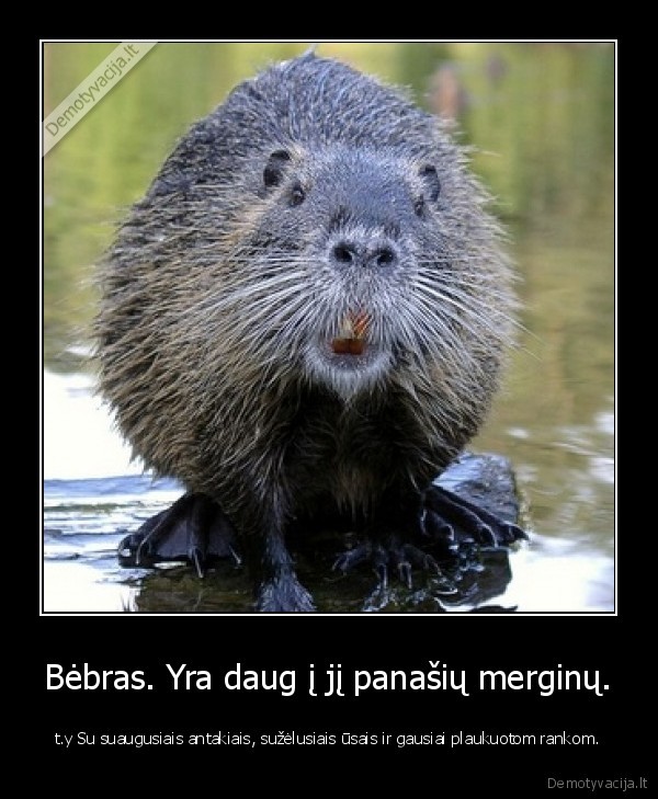 Bėbras. Yra daug į jį panašių merginų.