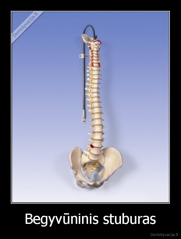 Begyvūninis stuburas