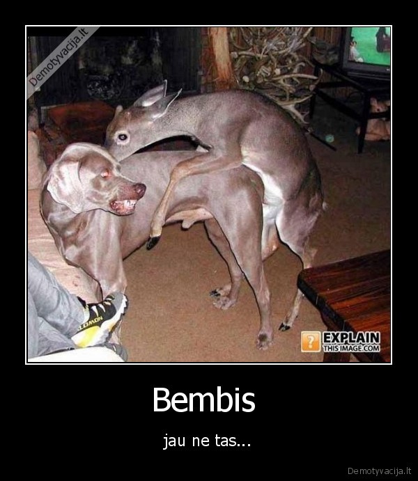 Bembis 