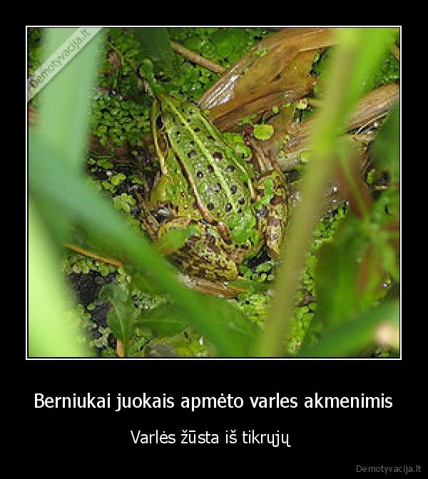 Berniukai juokais apmėto varles akmenimis