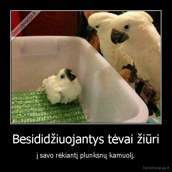 papuga,papugiukas,tevai,vaikas